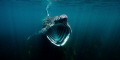   Basking sharks are truly amazing animals. We know so little about their life cycles international protection needed just UK. Increased paramount. animals UK paramount  